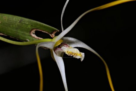 Photo for Close up photo of the labelum of Dendrobium from Indonesian New Guinea - Royalty Free Image