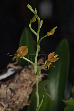 Téléchargez les photos : Photo rapprochée de l'orchidée brune. inflorescence Liparis sp avec fond noir - en image libre de droit