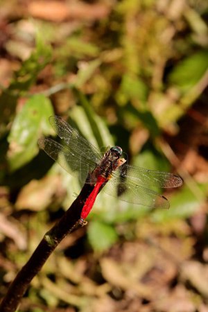 Photo for Red tail dragonfly from Indonesian New Guinea in the tree trunk - Royalty Free Image