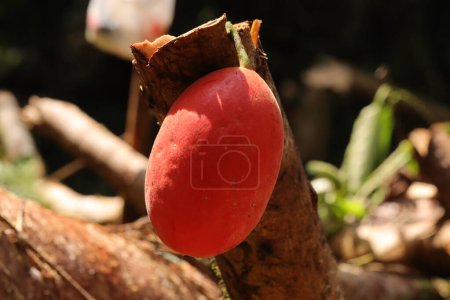Close up photo of ovoid shaped red fruit from Indonesian new guinea