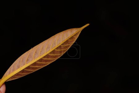 Photo for Close up photo of brown leaf with black background - Royalty Free Image