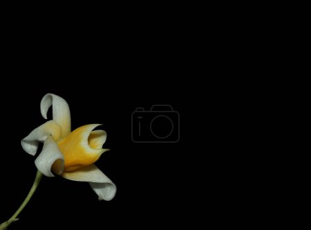 Photo for A single flower with a black background - Royalty Free Image