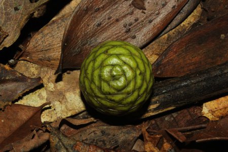 a green fruit sitting on top of a pile of leaves, agathis dammara strobilus
