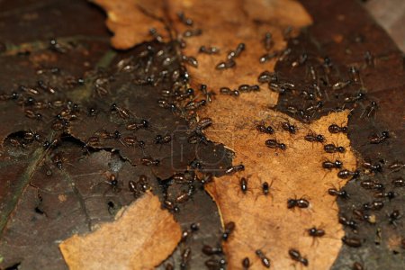 Photo for A group of ants crawling on a leaf - Royalty Free Image