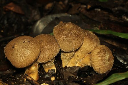 Téléchargez les photos : Un groupe de champignons au sol dans les bois - en image libre de droit