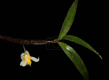Téléchargez les photos : Une seule fleur d'orchidée sur une branche avec des gouttelettes d'eau - en image libre de droit