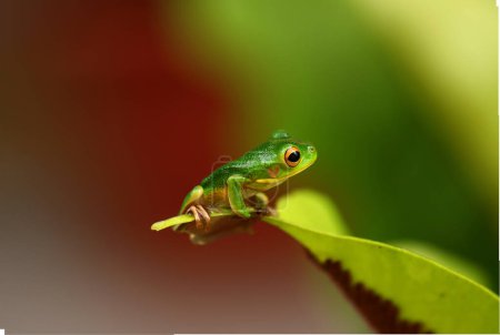 Photo for A green frog sitting on a leaf - Royalty Free Image