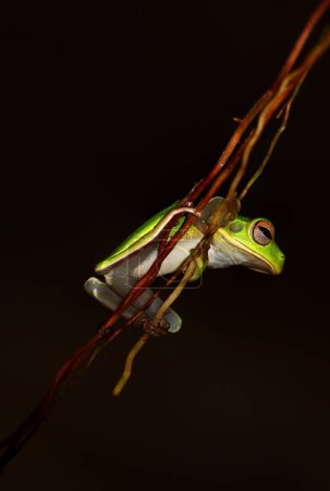 Téléchargez les photos : Une grenouille assise sur une branche avec un fond sombre - en image libre de droit