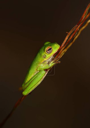 Téléchargez les photos : Une grenouille verte assise sur une branche avec une brindille dans la bouche - en image libre de droit