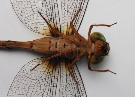 Téléchargez les photos : Une libellule avec un œil vert et un corps brun - en image libre de droit