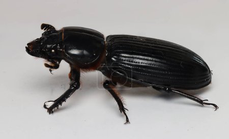 Téléchargez les photos : Un scarabée sur une surface blanche - en image libre de droit