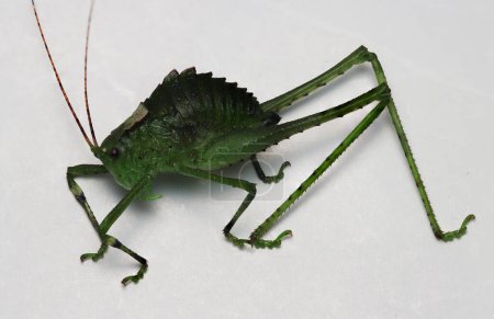 Téléchargez les photos : Un insecte vert avec de longues antennes et une longue queue - en image libre de droit