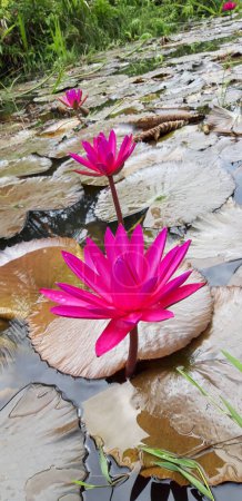 Photo for A pink lily flower is growing out of a pond - Royalty Free Image