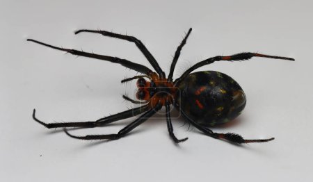 Téléchargez les photos : Une araignée à l'abdomen noir et orange - en image libre de droit
