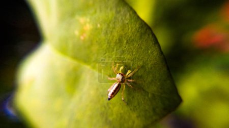 Macro Photography Series - Jumping Spider adventure on a leaf in a small garden