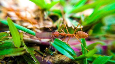 Weaver Ant - Makro-Fotografie-Serie