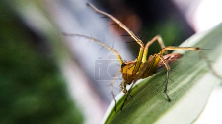 Insect Macro Photography Series - Lynx Spider hunting in a garden