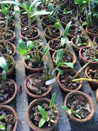 Téléchargez les photos : Pots à plantules en germination alignés dans une pépinière - en image libre de droit