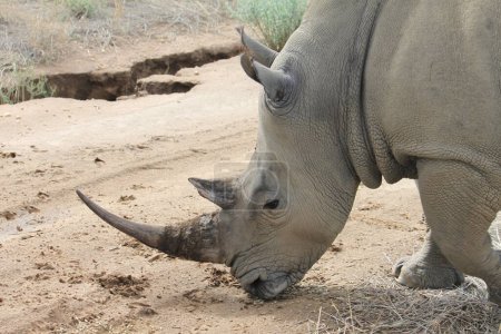 Téléchargez les photos : Rencontre d'un grand rhinocéros adulte lors d'un safari en Namibie, Afrique - en image libre de droit