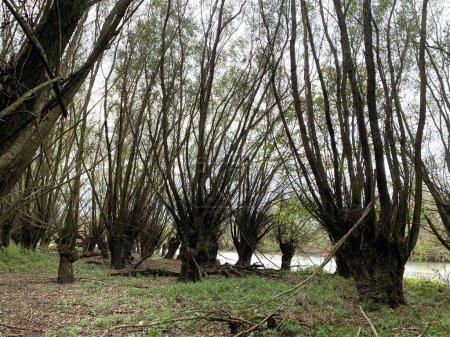 Flussufer mit ungewöhnlichen Bäumen, wo ein mystisches Märchen in einem Auengebiet in Österreich, Europa, stattfinden könnte