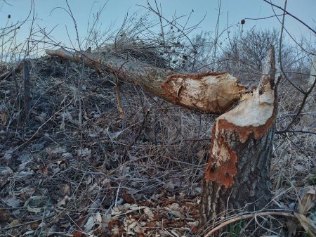 Téléchargez les photos : Nourrir un arbre endommagé par un Nutria (castor des marais, rat castor, coypu) observé dans une zone humide de l'est de l'Autriche, en Europe. - en image libre de droit