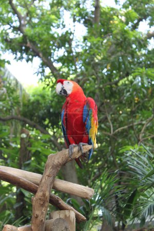 Ein einzelner rotgefiederter Papagei, ein Ara Macao, sitzt auf einer Bank mit Bäumen und grünen Blättern im Hintergrund in der tropischen Region von Cartagena, Kolumbien..