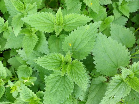 Bunch of common nettle or stinger. Closeup, Birds eye view. Stinging hairs (hypodermic needles) on leaves, stems injecting histamine, produce stinging sensation upon contact. Source for medicine, tea, food.