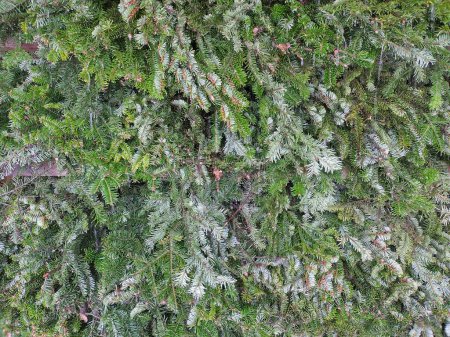macro shot de listones de pino, apilados en la pared en un inhalatorio al aire libre, beneficioso para la respiración. Relajante, calmante, botánica natural