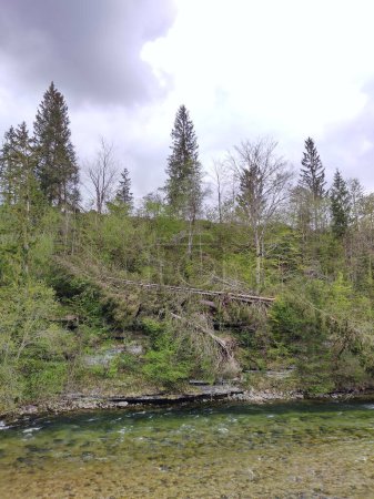 Vertical picture of windthrow of trees after storm in Bad Aussee, Austria at riverbank Traun. Trees uprotted by wind. 