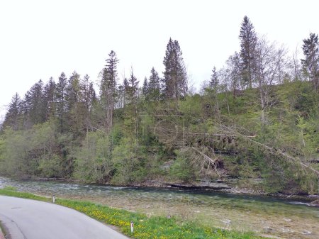 Windthrow of trees after storm in Bad Aussee, Styria, Austria at river Traun. Trees uprotted by wind.