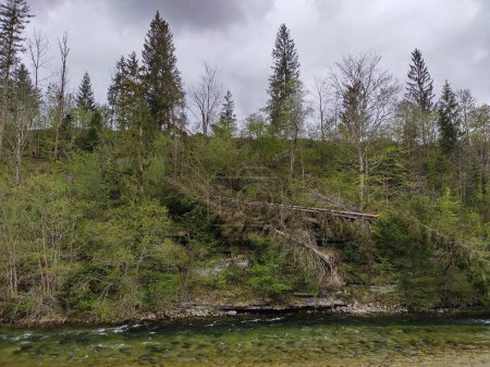Horizontal picture of windthrow of trees after storm in Bad Aussee, Styria, Austria at riverbank Traun. Trees uprotted by wind. Cloudy day in spring.