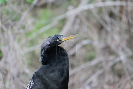 Close up of head, neck and parts of hull of Anhinga bird in Wakulla Springs, Florida, with blurred background of greenery and branches. Outstanding blue eye color.