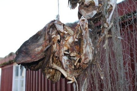 Close up of stockfish heads are hung up outside typical norwegian red house beside a fishernet.