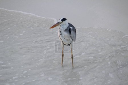 Grey Heron bird standing stationary in shallow water at fine white sand beach on Maldives island