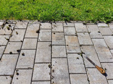 Removing moss from in between paving stones at patio with a spatula. 