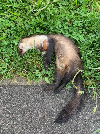 Closeuo of dead beech marten at side of the road in Gaenserndorf, Austria in spring. Two snails on body. One at neck, the other one crawls in the mouth.