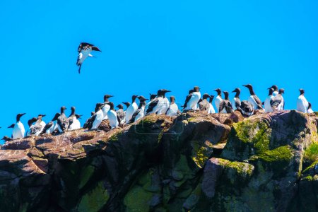 Common Murres coming into conflict in the colony on a rocky cliff