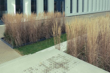 Jardín urbano de diseño moderno. Majestuosa hierba de caña de plumas ornamentales y camino peatonal de hormigón cerca del moderno edificio de oficinas. Plantas perennes en la ciudad.