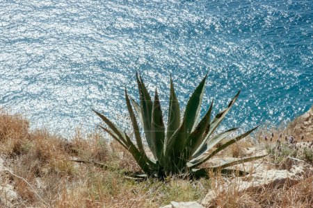 Foto de Planta de cactus Agava tropical salvaje en la costa mediterránea de España. - Imagen libre de derechos
