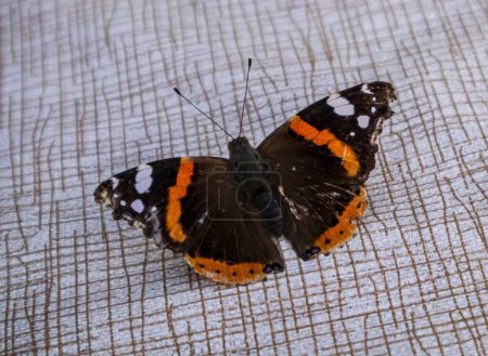 A beautiful little butterfly sits on the table.In beautiful summer days.