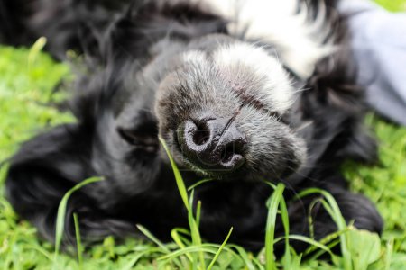 Die feuchte Nase eines schwarzen Hundes im grünen Gras. Der Hund genießt die Sommersonne auf der Wiese liegend..