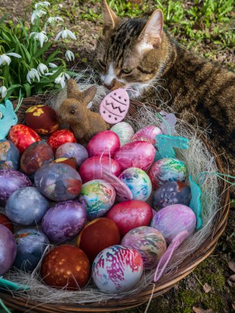 The smell of spring can be felt everywhere..The cat enjoys the beautiful weather with Easter eggs and the first flowers of spring.