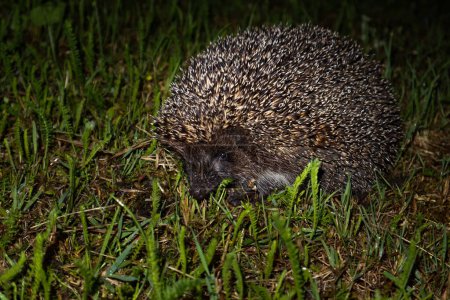 A little hedgehog walks through the meadow at night.The hedgehog is not afraid at all and allows himself to be photographed looking at the camera.