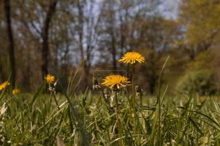 Téléchargez les photos : Sentiments de printemps, tout vert, les pissenlits décorent l'herbe verte avec leurs fleurs jaunes. Le soleil réchauffe chaque cœur, donnant l'impulsion à chaque fleur pour ouvrir. - en image libre de droit
