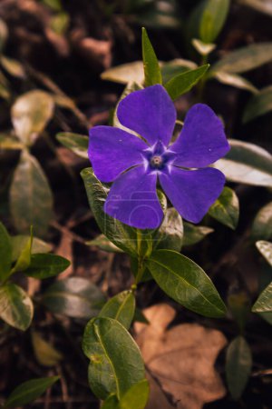 Eine violette Blume schmückt den Waldrand. Das Gefühl von Frühling, die Blume sah aus und erfreute die Augen.