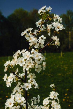 Kirschstrauch blüht mit weißen Blüten.Blumen schaffen das Gefühl, in einem Märchen zu sein.