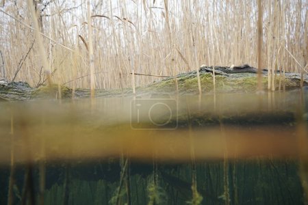 Surface and underwater photo of a fallen tree in a lake