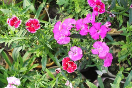 Dianthus chinensis coloridas flores con un fondo natural, comúnmente conocido como rosa chino o rosa arco iris, presenta una deslumbrante variedad de flores de colores que parecen brotar del abrazo de la naturaleza misma. 