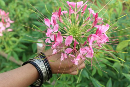 close up of Cleome spinosa flowers holding a hand, each petal, with its unique texture and hue, unfurls in a mesmerizing dance of colors ranging from soft pastels to vibrant pinks and purples. 