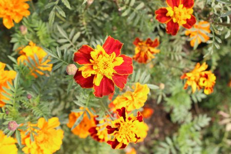 closeup of Tagetes erecta colorful flowers, commonly known as marigold, reveals a stunning display of vibrant colors and intricate details.